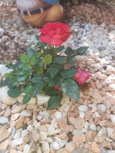 a red flower is growing on a rocky ground at CasaMG in Ravenna