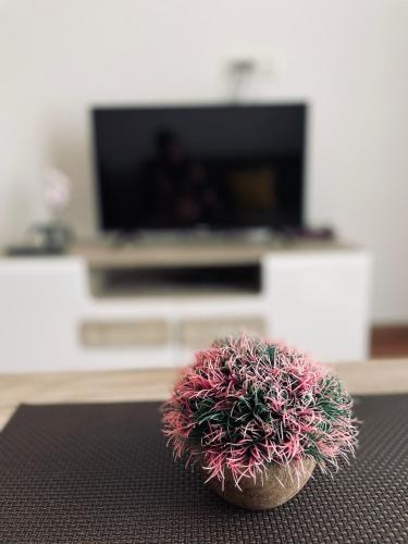 a small plant sitting on a table in a living room at Casa Nita in Ulcinj