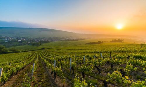 a vineyard with the sun setting over a field of grapes at Maison Coeur de Sancerre in Sancerre