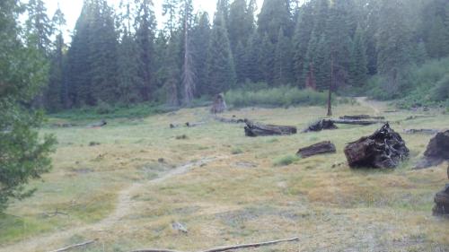 a grassy field with trees in the background at The Branded Calf Bed & Breakfast in Squaw Valley