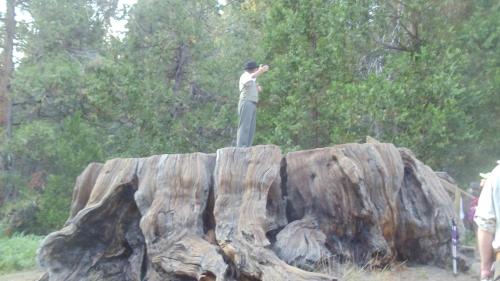 a man standing on top of a large tree stump at The Branded Calf Bed & Breakfast in Squaw Valley