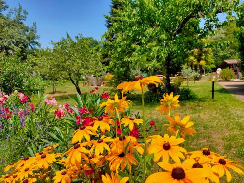 a bunch of yellow flowers in a garden at Residence Ruje in Prepotto