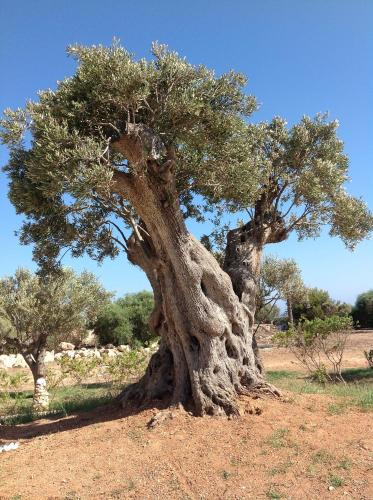 Φυσικό τοπίο κοντά σε αυτό το ξενοδοχείο