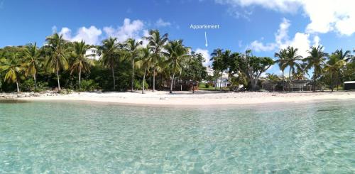 una spiaggia con palme e acqua turchese di Boheme 4 personnes ( 2 chambres ) a Saint-François