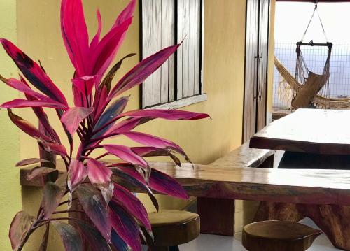 a red plant in a vase next to a table at Casa Barra Grande in Barra Grande