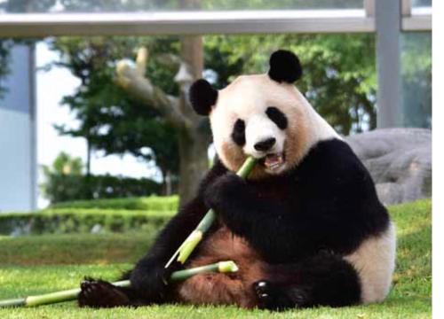 a panda bear sitting in the grass holding two baseball bats at Minasama Oyado Shimakaze in Susami