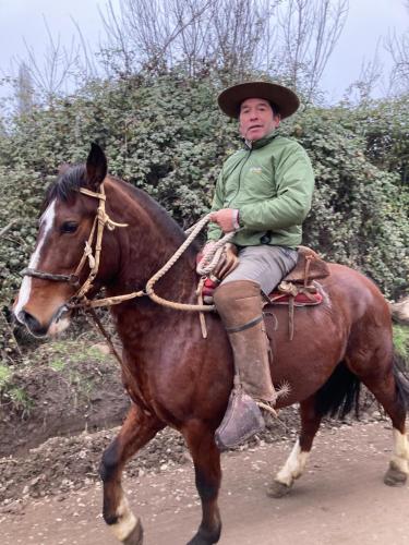 Ein Mann reitet ein Pferd die Straße hinunter in der Unterkunft Bienvenido a Campo Alerce in Teno