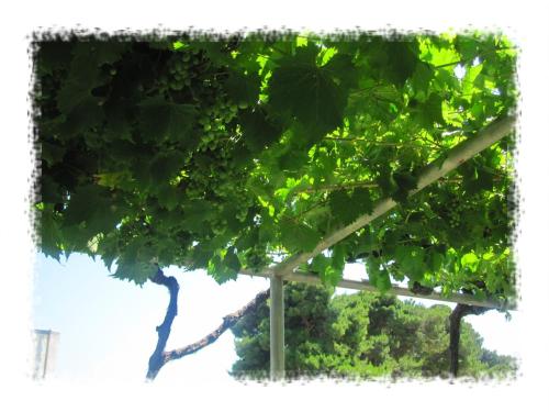 a tree with green leaves on a white background at Hostel Oktarin in Kaštela