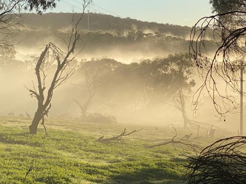 a foggy field with trees in the background at Sandalwood Downs Fabulous Farm Stay TOODYAY in Toodyay