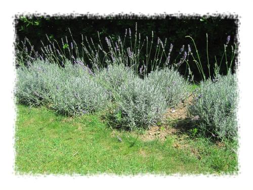 a row of lavender plants in a field at Hostel Oktarin in Kaštela