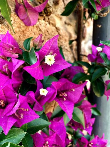 a bunch of purple flowers on a wall at Mas Cal Sastre in Sant Hilari Sacalm