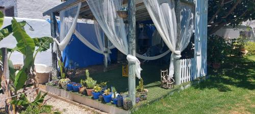 Ein blaues Haus mit einem Haufen Topfpflanzen. in der Unterkunft Mi Cachito in Los Caños de Meca