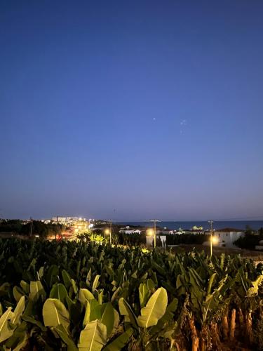 a large field of green plants at night at Blue Seaview Appartments in Paphos City