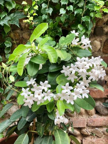 a plant with white flowers on a brick wall at Chambre particulière St Simon in Toulouse