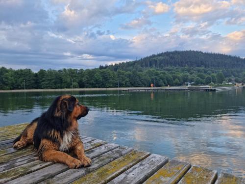 a dog sitting on a dock near a body of water at Dobre wCzasy in Stronie Śląskie