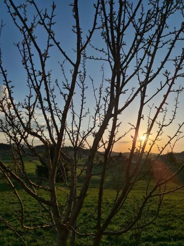 a tree in a field with the sunset in the background at Vila Coka in Nova Varoš
