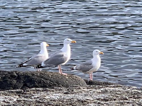three birds standing on a rock near the water at Torvholmen in Fosnavåg