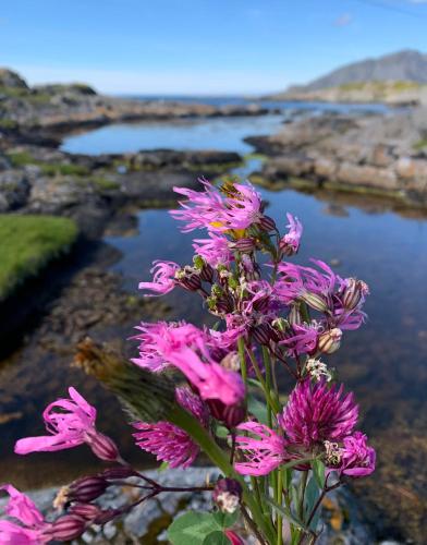 a bunch of pink flowers next to a body of water at Torvholmen in Fosnavåg