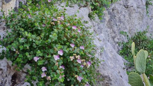 a plant with pink flowers on a rock at Casa vacanze Il Mandarancio in Modica