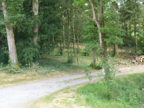 a dirt road in the middle of a forest at chateau de Craon in Comblessac