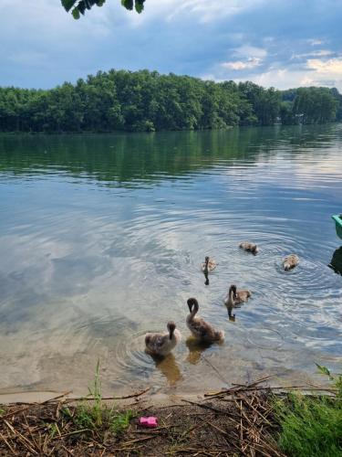 a group of ducks swimming in the water at Apartament Nova Kamienica 1 in Łagów