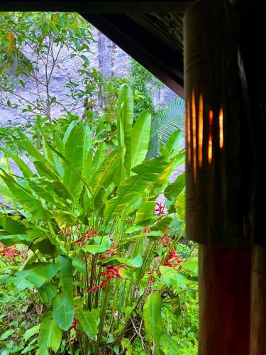 En have udenfor Khao Sok Silver Cliff Resort