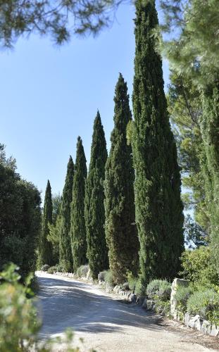 a row of trees on a road at Les Garrigues de la Vallée des Baux in Paradou