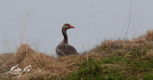a duck is sitting in a pile of hay at Eyri Seaside Houses in Hvammstangi