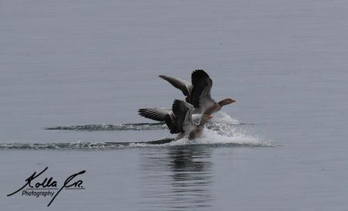a pelican running on the water with its wings out at Eyri Seaside Houses in Hvammstangi