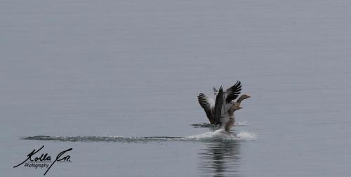 a bird with its wings out in the water at Eyri Seaside Houses in Hvammstangi
