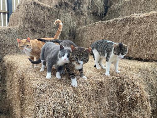 four cats standing on a pile of hay at Mallard s Retreat in Blandford Forum