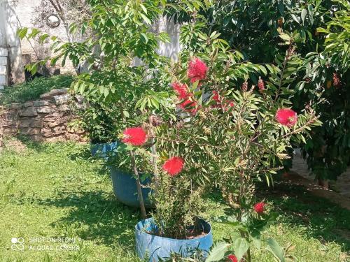 a plant with red flowers in a blue pot at BELLA-CAZA in Mákri