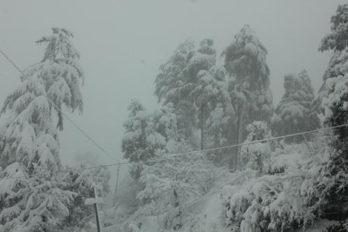 a group of trees covered in snow at The Bugyal in Kanatal