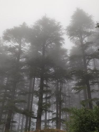 a group of pine trees in the fog at The Bugyal in Kanatal