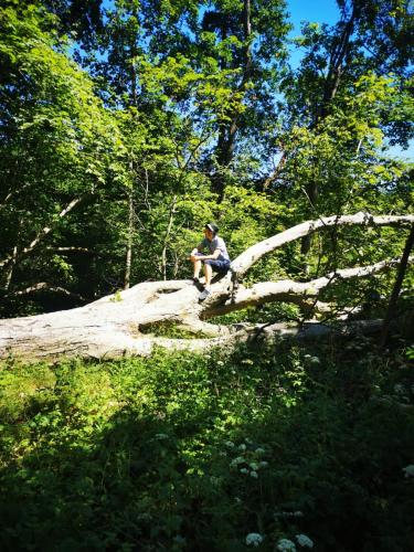 a man sitting on a tree branch in a forest at Bürgerhaus auf dem Hasenberg in Gützkow