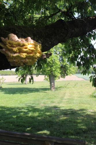 Jardín al aire libre en Landperle Darze