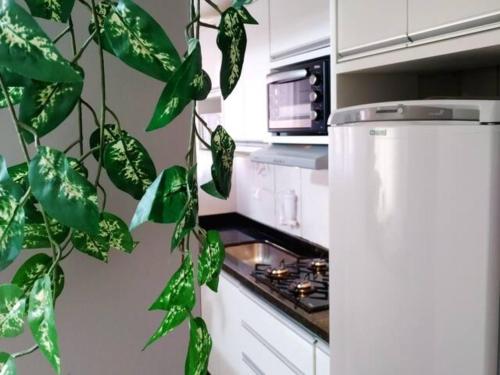 una cocina con una planta verde colgada de la pared en Apê 104-B Confortável no Centro, en Foz do Iguaçu