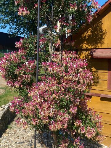a bush of pink flowers on the side of a house at Izerski Poranek in Gryfów Śląski