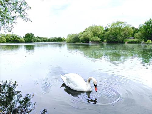 een witte zwaan die in een meer zwemt bij The Lake House, Woking in Woking