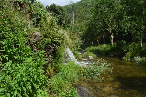 a stream of water with plants on the side at Casa do Amieiro, Cantinho do Céu in Casal do Rei