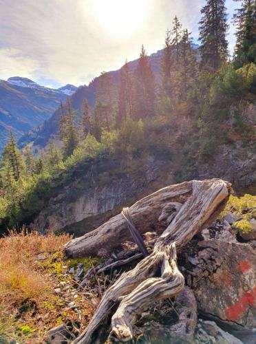 a log on the side of a mountain at Bichlhof in Kaisers