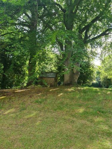 a large tree in a field with a building under it at Rainworth Lodge in Nottingham