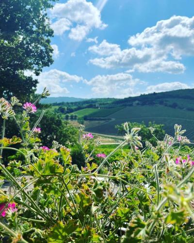 a view of the hills from a field of flowers at LOCANDA PODERE LE VIGNE in Radda in Chianti
