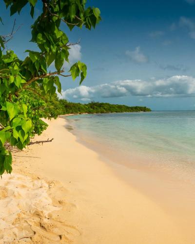 a sandy beach with trees and the ocean at Evasion en plein cœur de la ville Studio Jacuzzis Sauna et piscine au centre de Port-Louis in Port-Louis