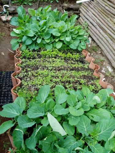 a garden with green plants and leaves in it at Glamping El Mirador de las estrellas in Bojacá