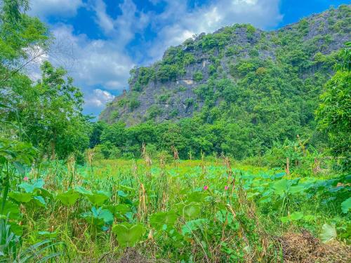 a field of plants with a mountain in the background at Tuan Nam Homestay in Ninh Binh