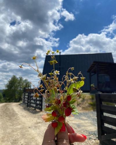 a hand holding a bouquet of flowers on a dirt road at Nordik Cabin - Aframe with 2 bedrooms in Mărişel
