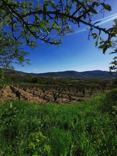 a field of green grass with a blue sky at A Casa di Anna in Mamoiada