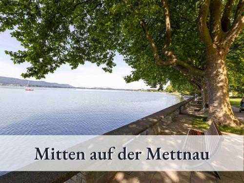 a tree and a bench next to a body of water at Liggeringen in Radolfzell am Bodensee