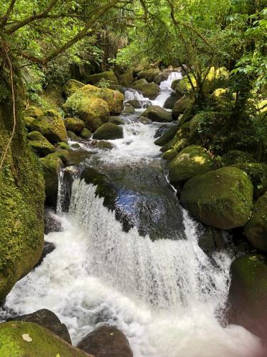 a stream of water in a forest with rocks at Cosy Country Stay B&B in Matamata